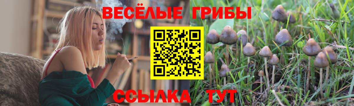 Псилоцибиновые грибы Psilocybine cubensis Тобольск
